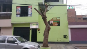 Dentolivos