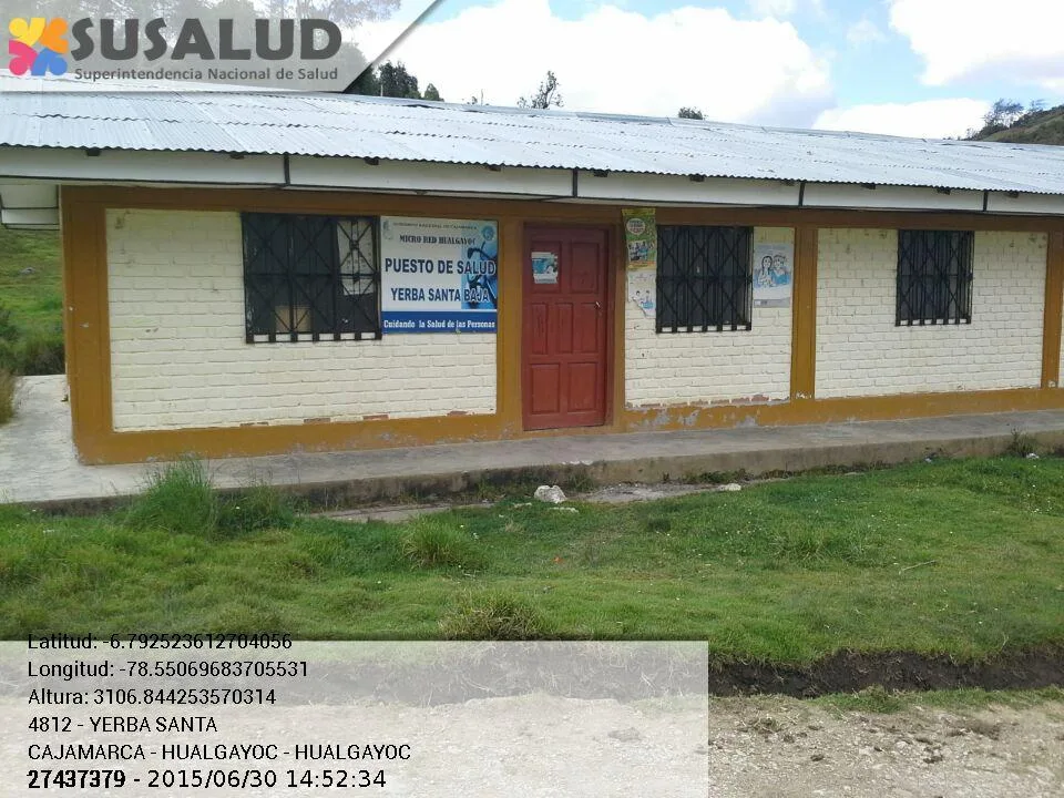 Yerba Santa en Hualgayoc, Cajamarca